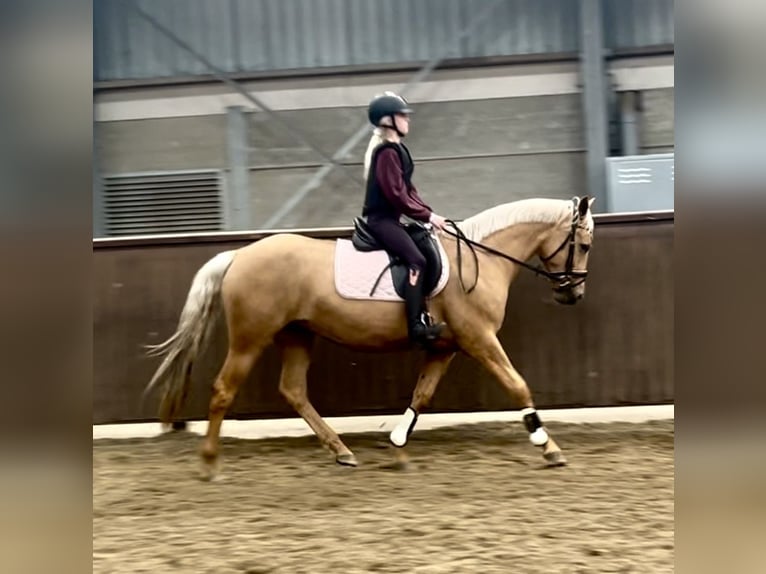 Palomino Stute 4 Jahre 152 cm Palomino in Rucphen