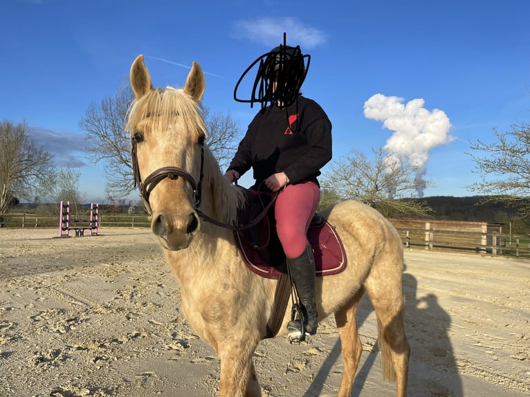 Palomino Stute 4 Jahre 155 cm Palomino in Villeneuve sur lot