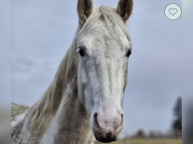 Palomino Stute 4 Jahre 158 cm Palomino in Eppenstein