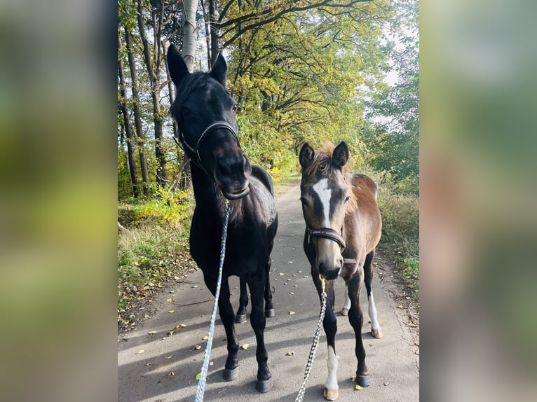 Palomino Stute 4 Jahre 160 cm Buckskin in Garbsen