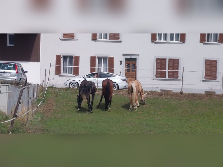 Palomino Stute 4 Jahre 160 cm Palomino in Laupersdorf