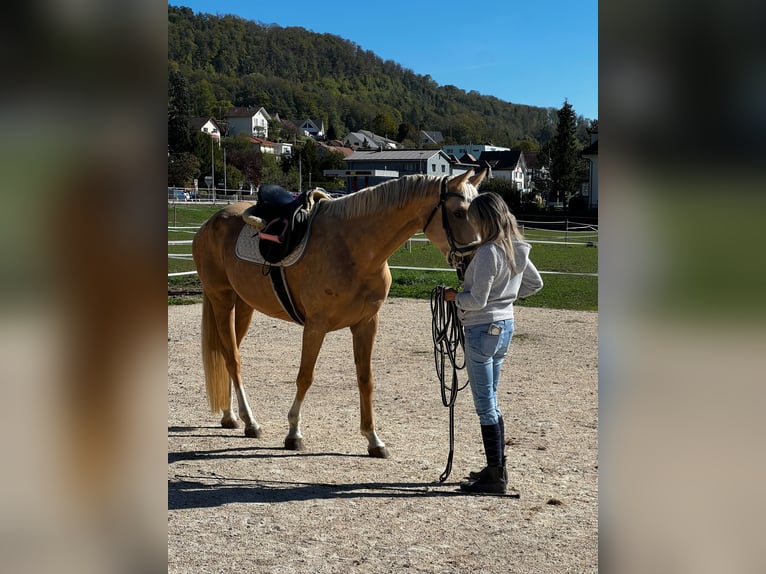 Palomino Stute 4 Jahre 160 cm Palomino in Laupersdorf