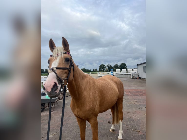 Palomino Stute 4 Jahre 162 cm Palomino in Ahrensbök