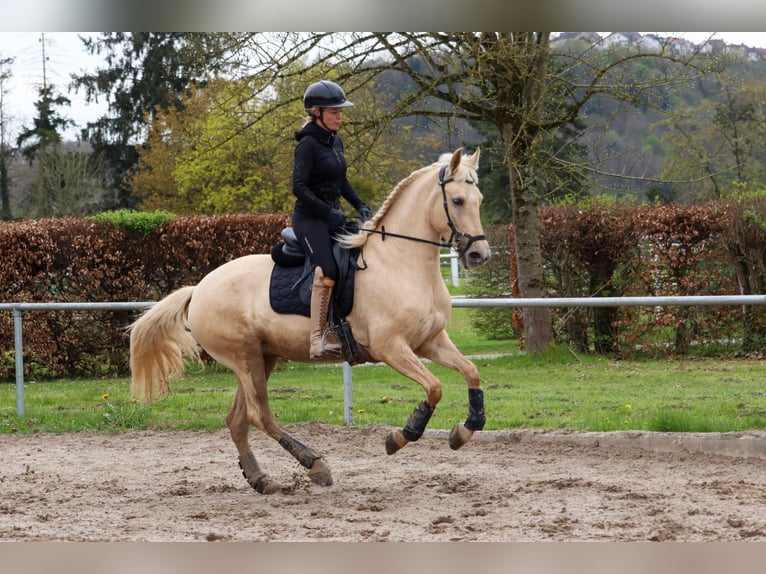 Palomino Stute 5 Jahre 162 cm Palomino in Überherrn