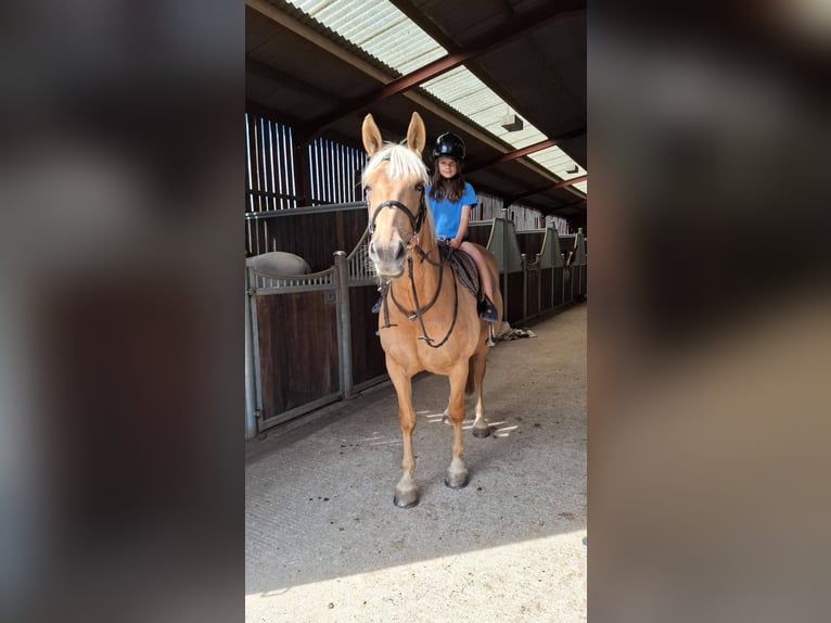 Palomino Stute 6 Jahre 152 cm Palomino in Norwich