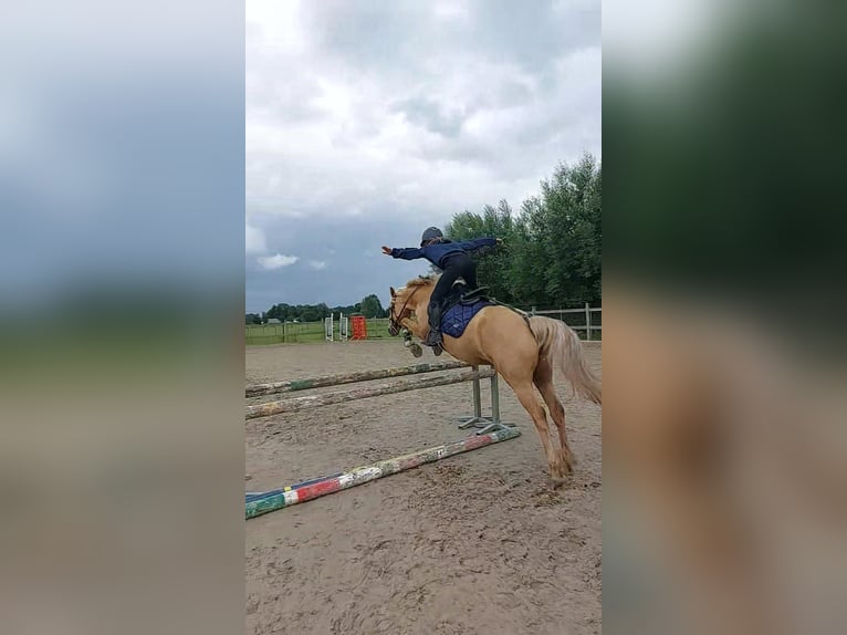 Palomino Stute 7 Jahre 140 cm Cremello in Laarne