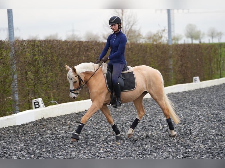 Palomino Stute 7 Jahre 142 cm Palomino in Zossen