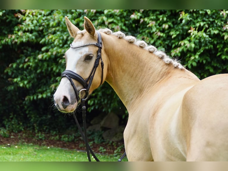 Palomino Stute 7 Jahre 142 cm Palomino in Zossen