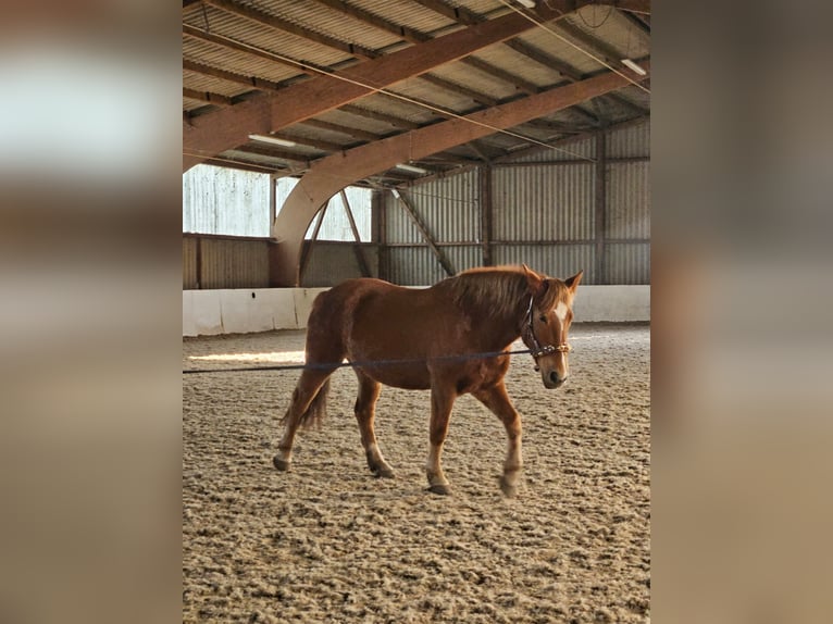 Palomino Mix Stute 7 Jahre 156 cm Fuchs in Weilerswist