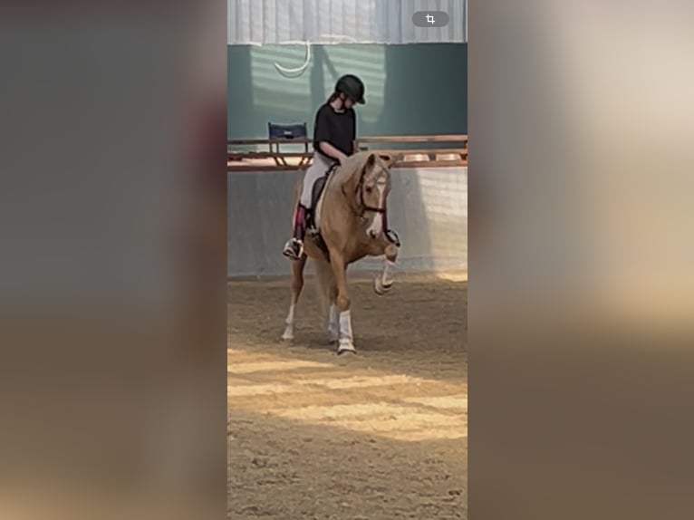 Palomino Stute 7 Jahre 162 cm Palomino in Wathlingen