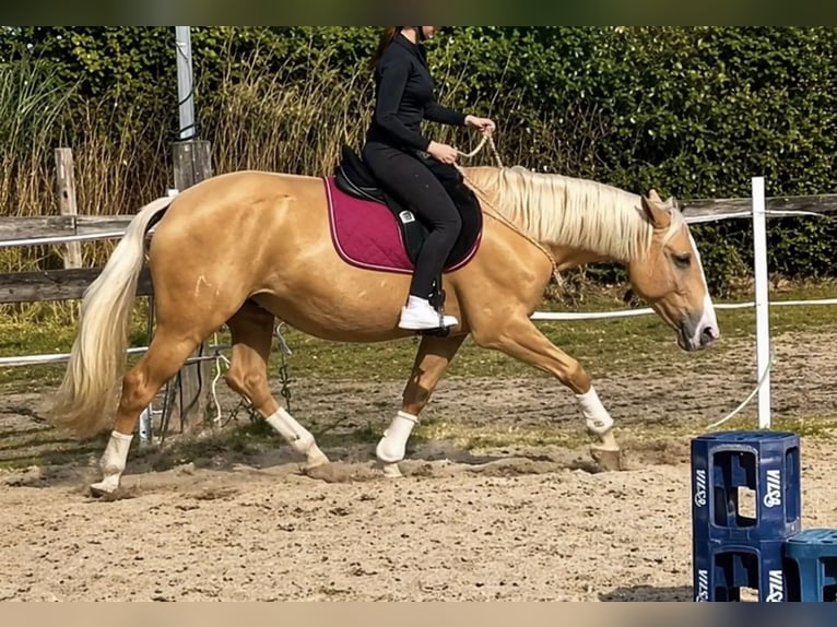 Palomino Stute 7 Jahre 162 cm Palomino in Wathlingen