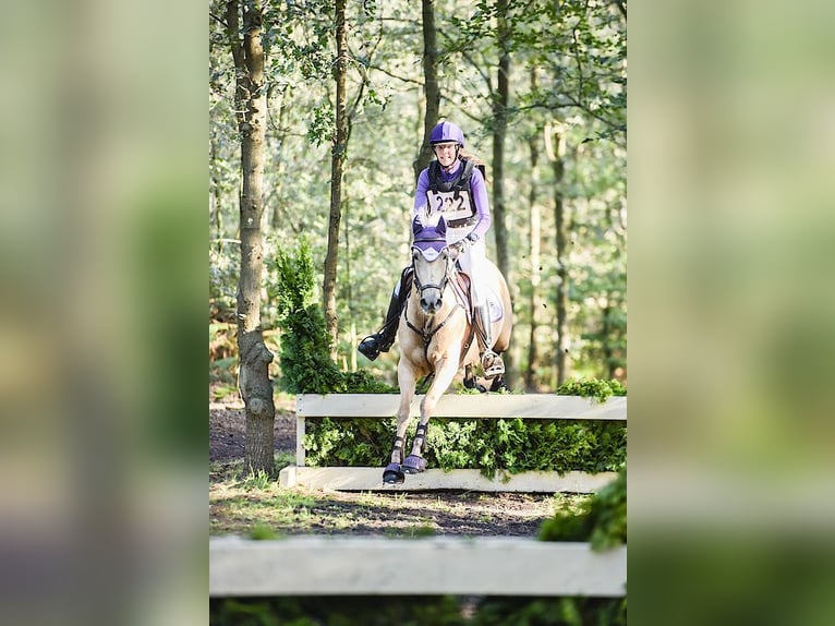 Palomino Stute 9 Jahre 148 cm Palomino in Meijel