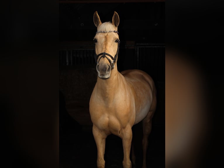 Palomino Stute 9 Jahre 148 cm Palomino in Meijel