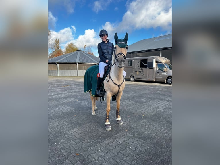 Palomino Stute 9 Jahre 148 cm Palomino in Meijel