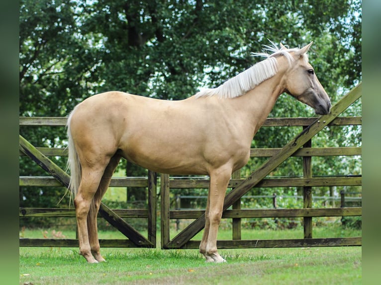 Palomino Stute 9 Jahre 148 cm Palomino in Meijel