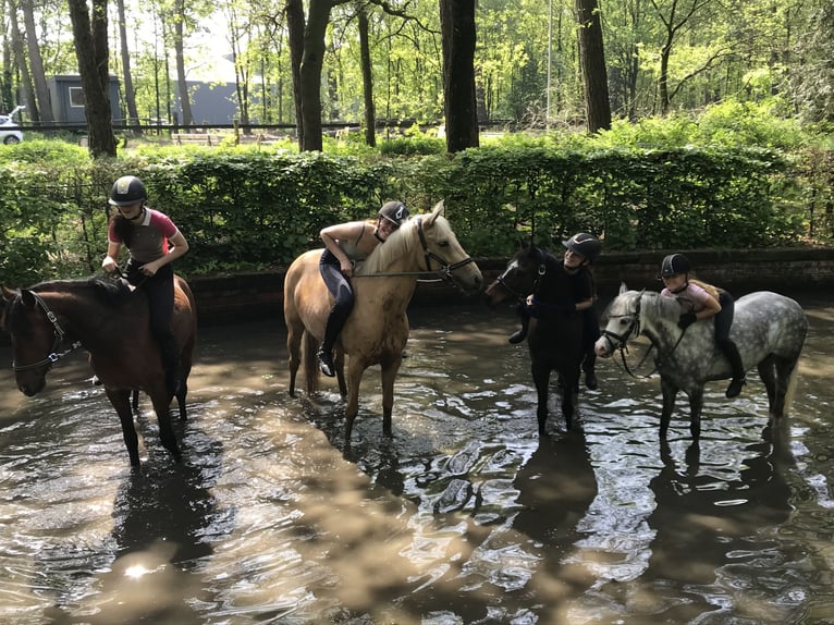 Palomino Stute 9 Jahre 148 cm Palomino in Meijel