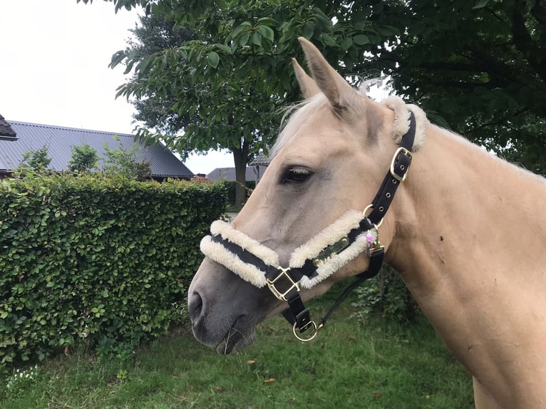 Palomino Stute 9 Jahre 148 cm Palomino in Meijel