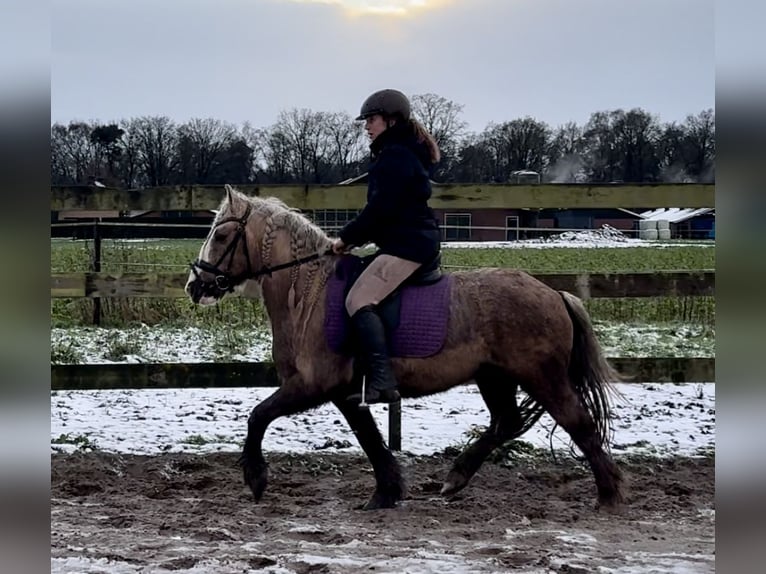 Palomino Wałach 13 lat 133 cm Izabelowata in Barneveld