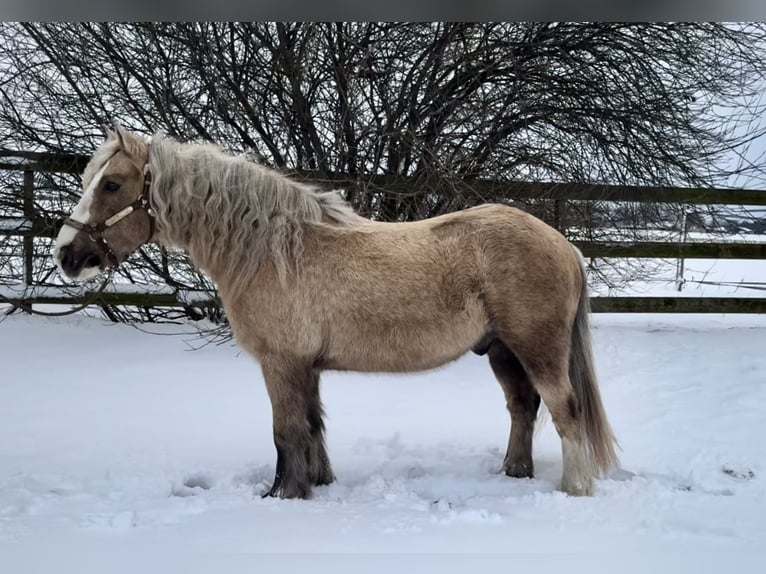 Palomino Wałach 13 lat 133 cm Izabelowata in Barneveld