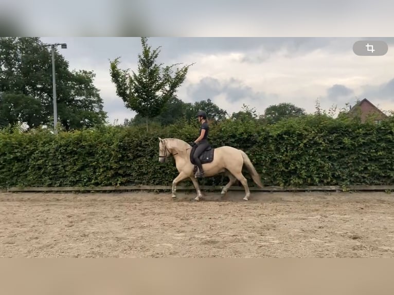 Palomino Wałach 13 lat 150 cm Izabelowata in WedeL