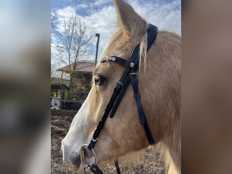 Palomino Wałach 14 lat 154 cm Izabelowata in Finsing