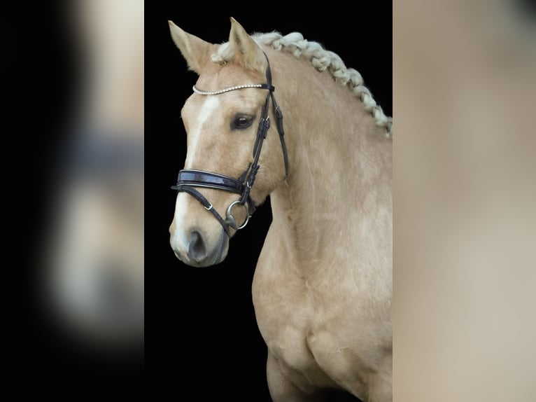Palomino Wałach 14 lat 160 cm Izabelowata in Nettersheim