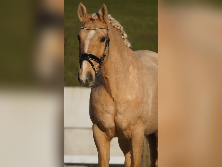 Palomino Wałach 14 lat 160 cm Izabelowata in Nettersheim