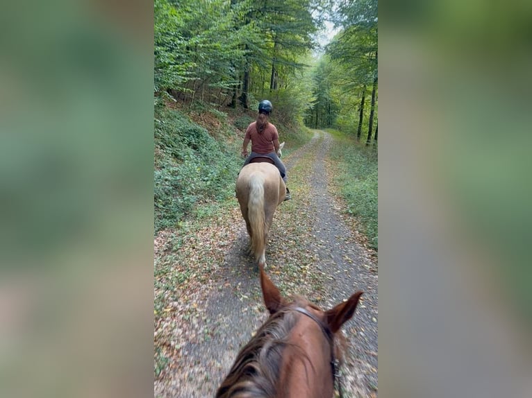 Palomino Wałach 3 lat 150 cm  in Daleiden