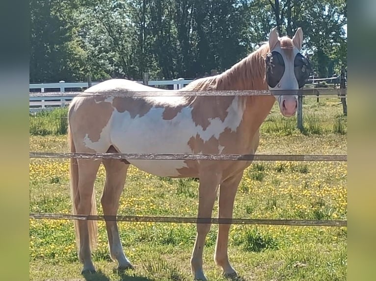 Palomino Wałach 4 lat 157 cm Izabelowata in Zembschen