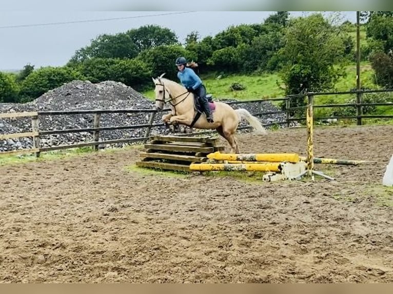 Palomino Wałach 4 lat 163 cm Izabelowata in Sligo