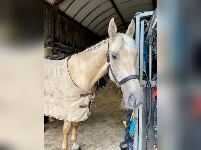 Palomino Wałach 4 lat 163 cm Izabelowata in Sligo