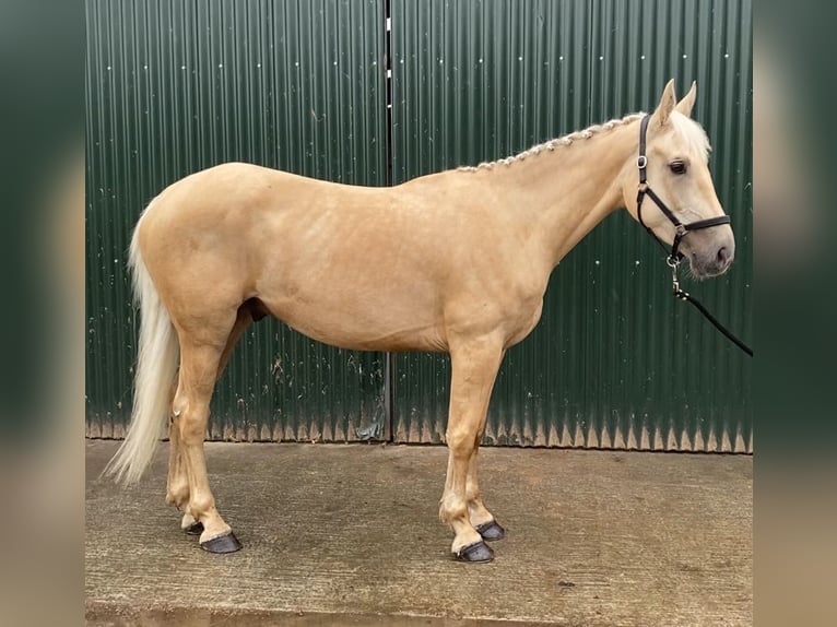 Palomino Wałach 4 lat 163 cm Izabelowata in Sligo