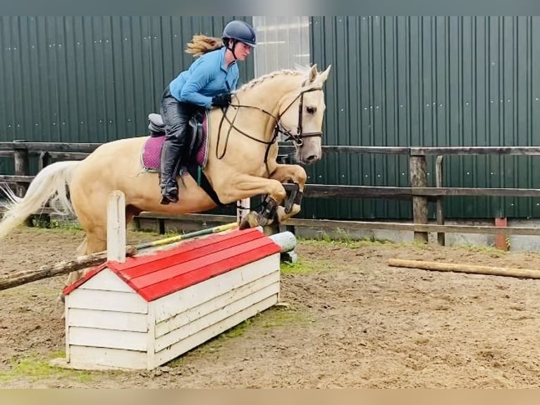 Palomino Wałach 4 lat 163 cm Izabelowata in Sligo