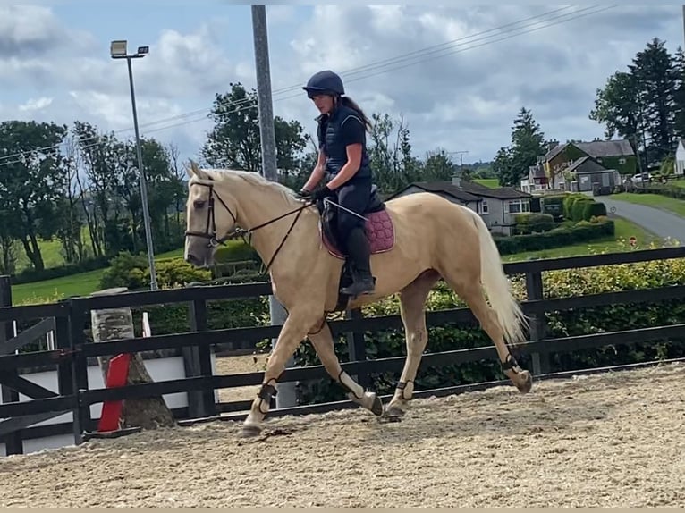 Palomino Wałach 4 lat 163 cm Izabelowata in Sligo
