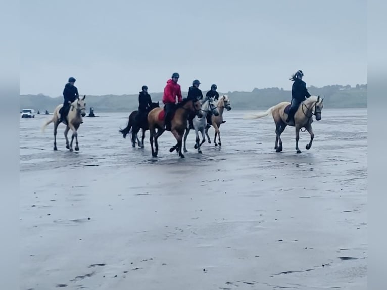 Palomino Wałach 4 lat 163 cm Izabelowata in Sligo