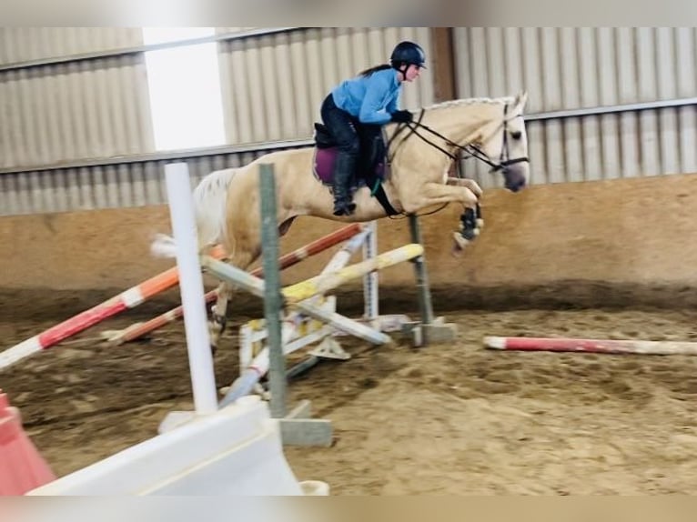 Palomino Wałach 4 lat 163 cm Izabelowata in Sligo