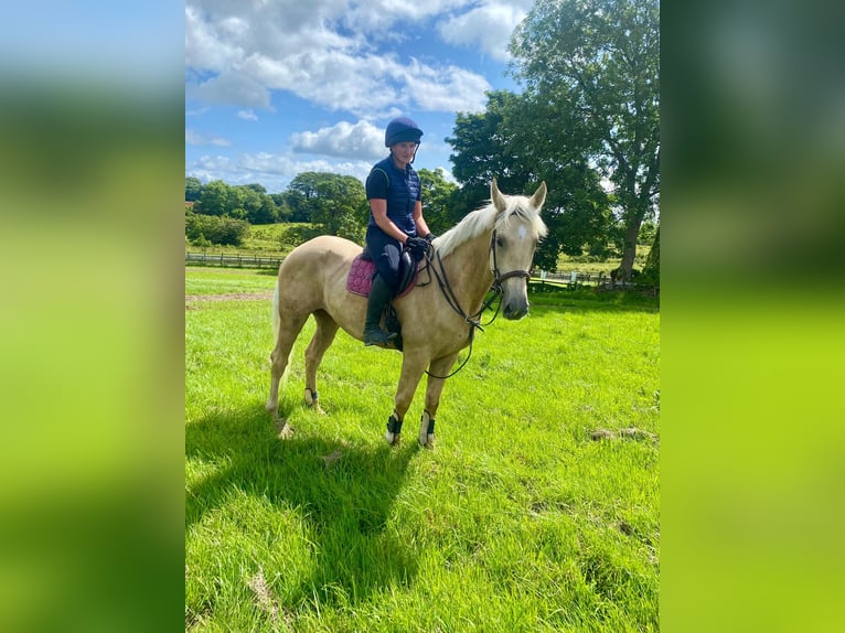 Palomino Wałach 4 lat 163 cm Izabelowata in Sligo