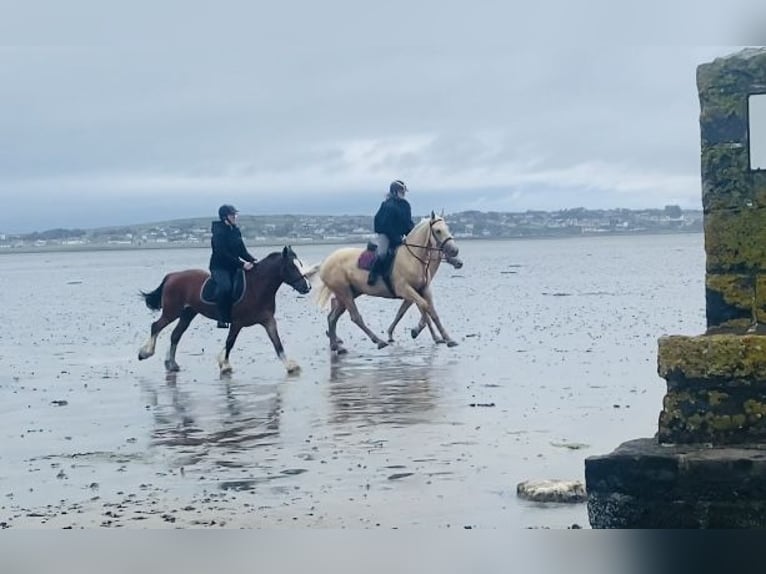 Palomino Wałach 4 lat 163 cm Izabelowata in Sligo