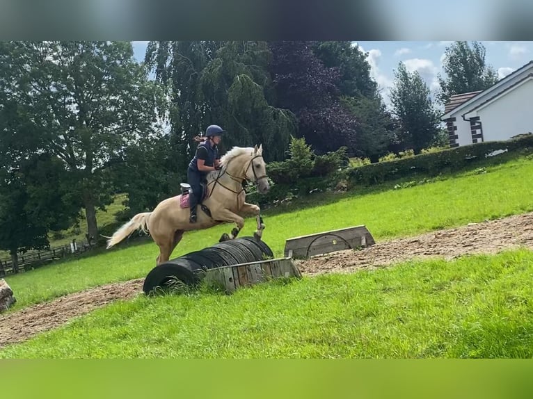 Palomino Wałach 4 lat 163 cm Izabelowata in Sligo