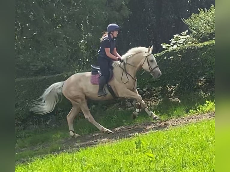 Palomino Wałach 4 lat 163 cm Izabelowata in Sligo