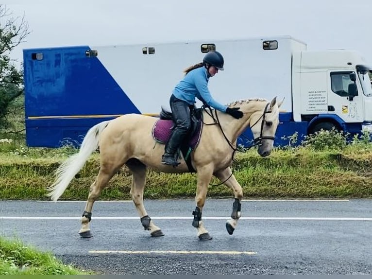 Palomino Wałach 4 lat 163 cm Izabelowata in Sligo