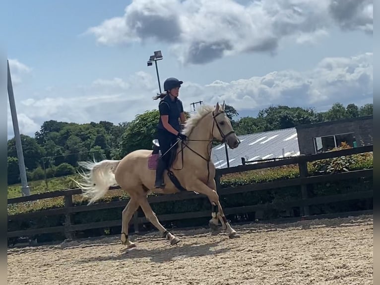 Palomino Wałach 4 lat 163 cm Izabelowata in Sligo