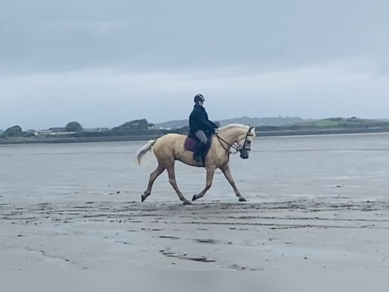 Palomino Wałach 4 lat 163 cm Izabelowata in Sligo