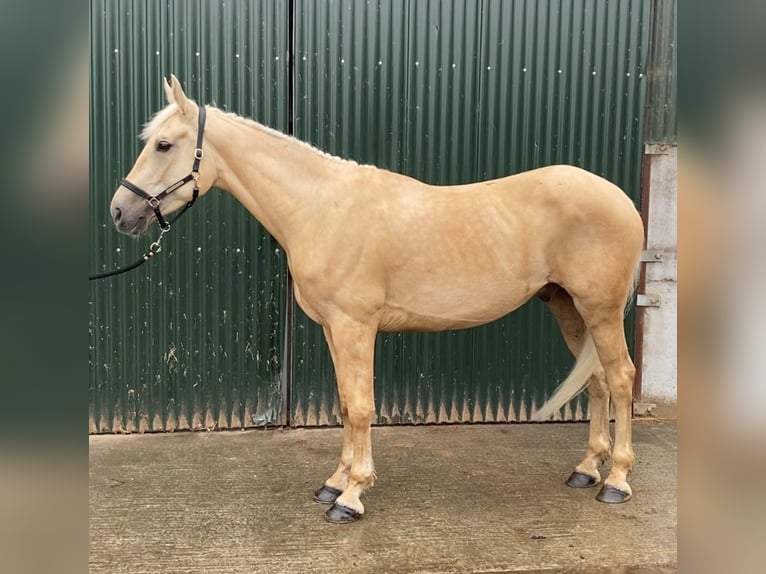 Palomino Wałach 4 lat 163 cm Izabelowata in Sligo