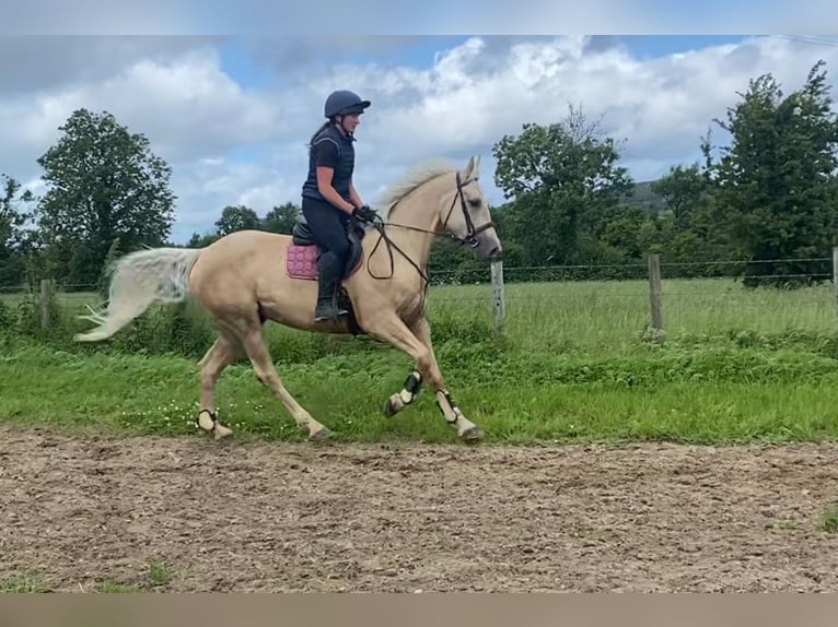 Palomino Wałach 4 lat 163 cm Izabelowata in Sligo