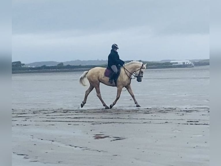 Palomino Wałach 4 lat 163 cm Izabelowata in Sligo