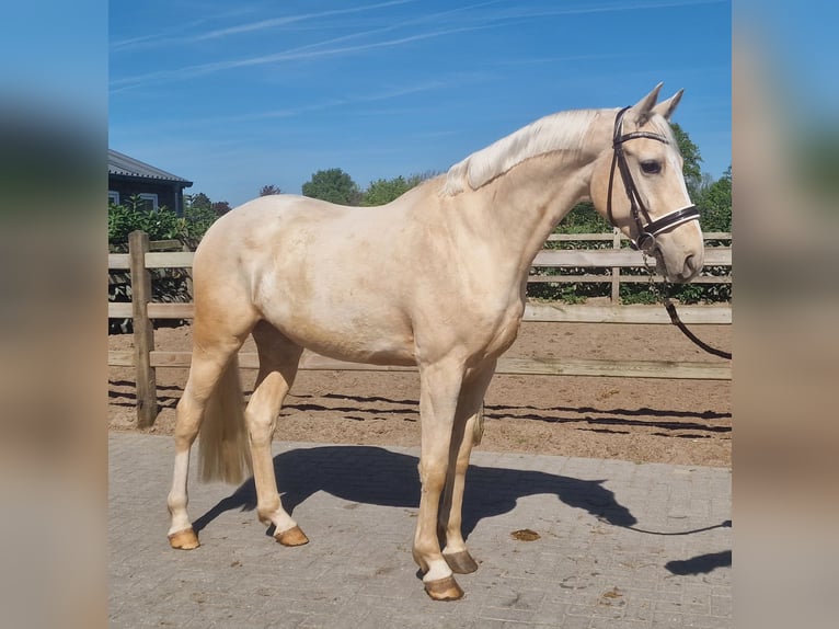 Palomino Wałach 4 lat 168 cm Izabelowata in Den Ham