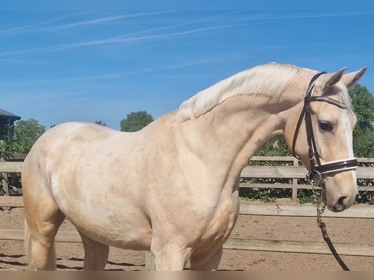 Palomino Wałach 4 lat 168 cm Izabelowata in Den Ham