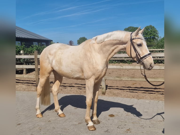 Palomino Wałach 4 lat 168 cm Izabelowata in Den Ham