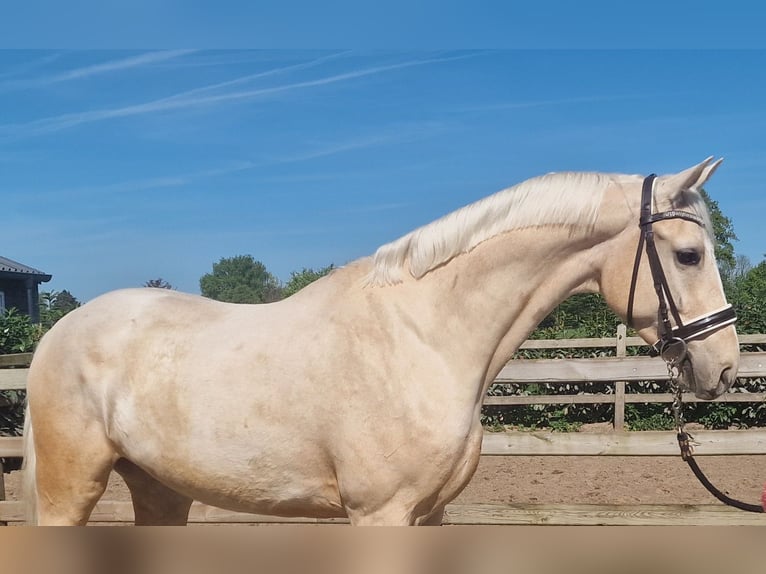 Palomino Wałach 4 lat 168 cm Izabelowata in Den Ham